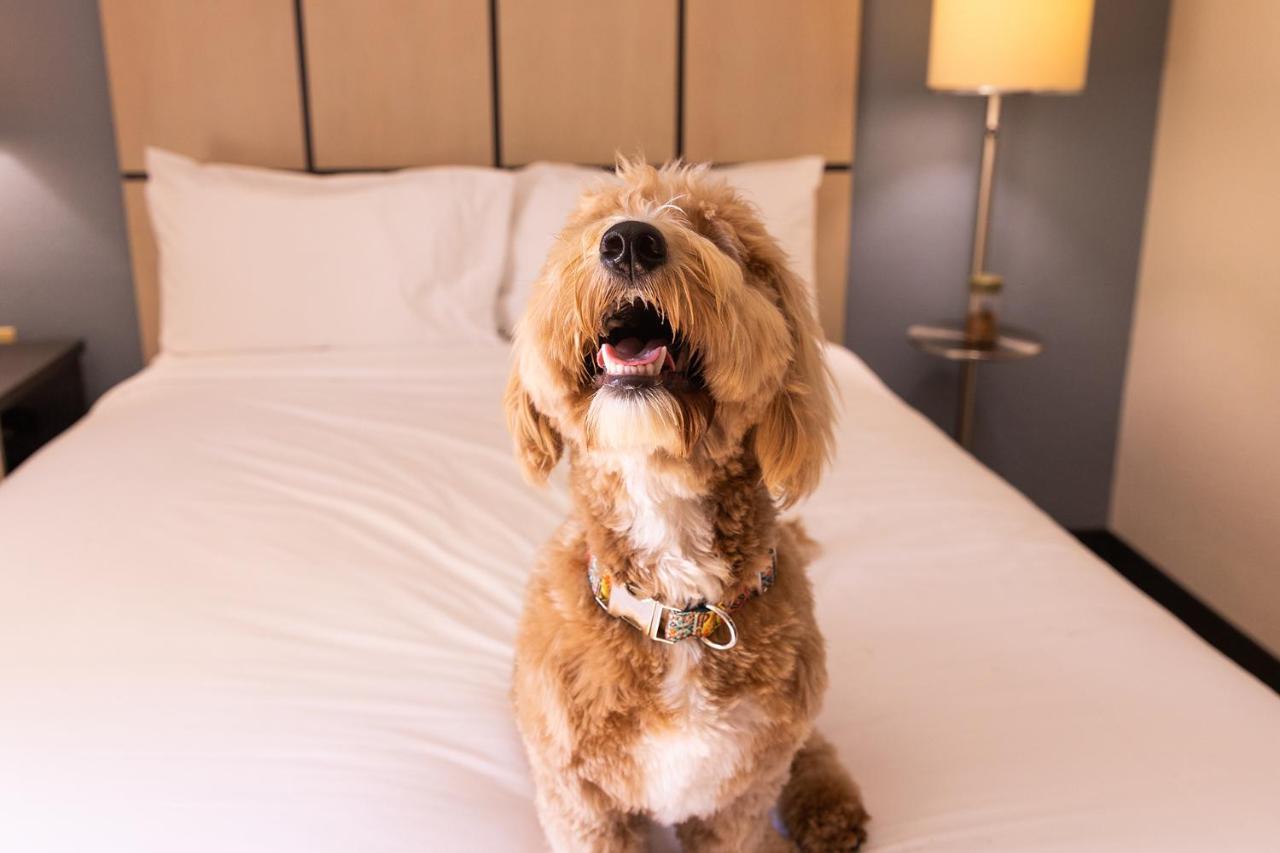 Sonesta Simply Suites St Louis Earth City Екстер'єр фото