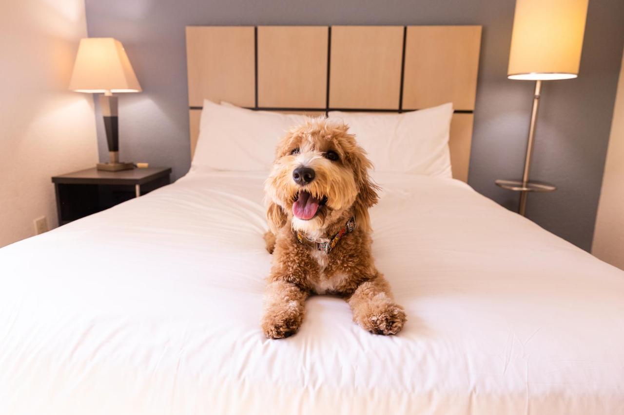 Sonesta Simply Suites St Louis Earth City Екстер'єр фото